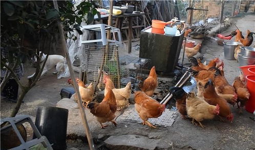 2022年農村家禽養殖禁令解除內容解讀，農民朋友需了解