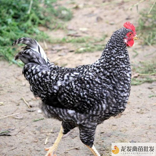 鄧川綠殼蛋雞 品種優良飼養簡，光禽加工口碑佳